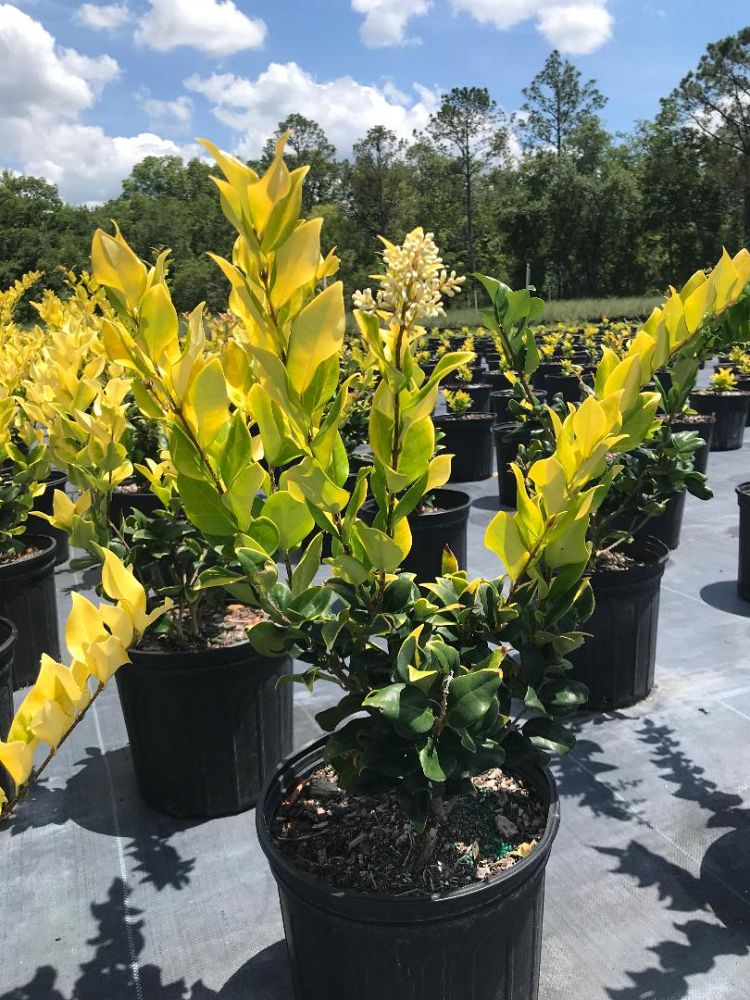 ligustrum-japonicum-howardi-japanese-privet-wax-leaf-ligustrum