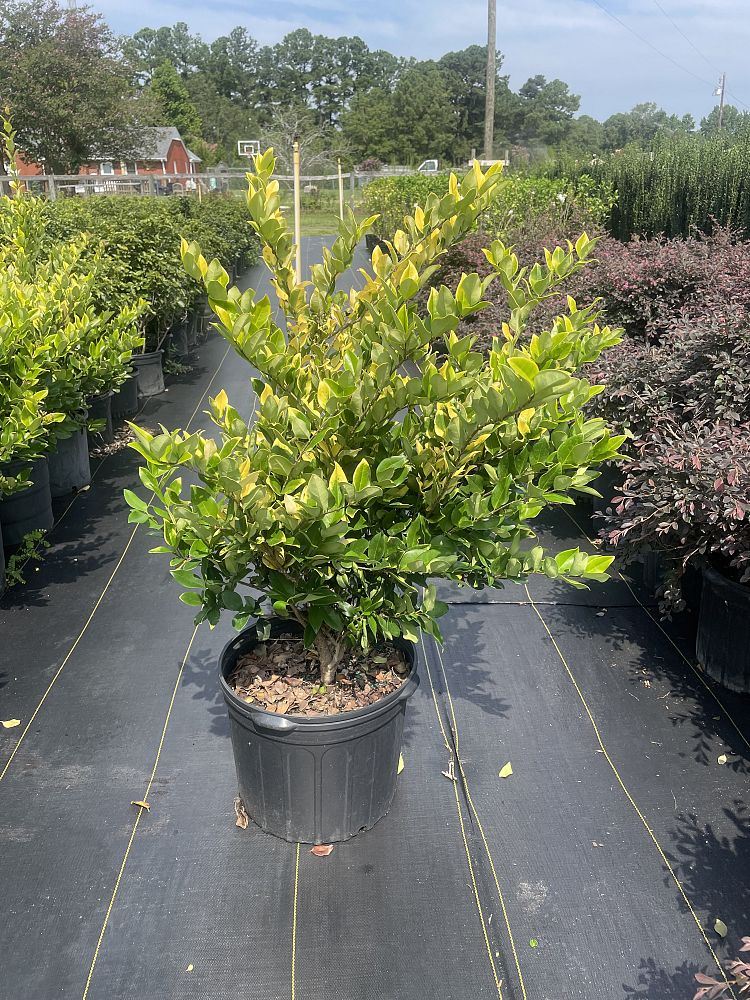 ligustrum-japonicum-howardi-japanese-privet-wax-leaf-ligustrum