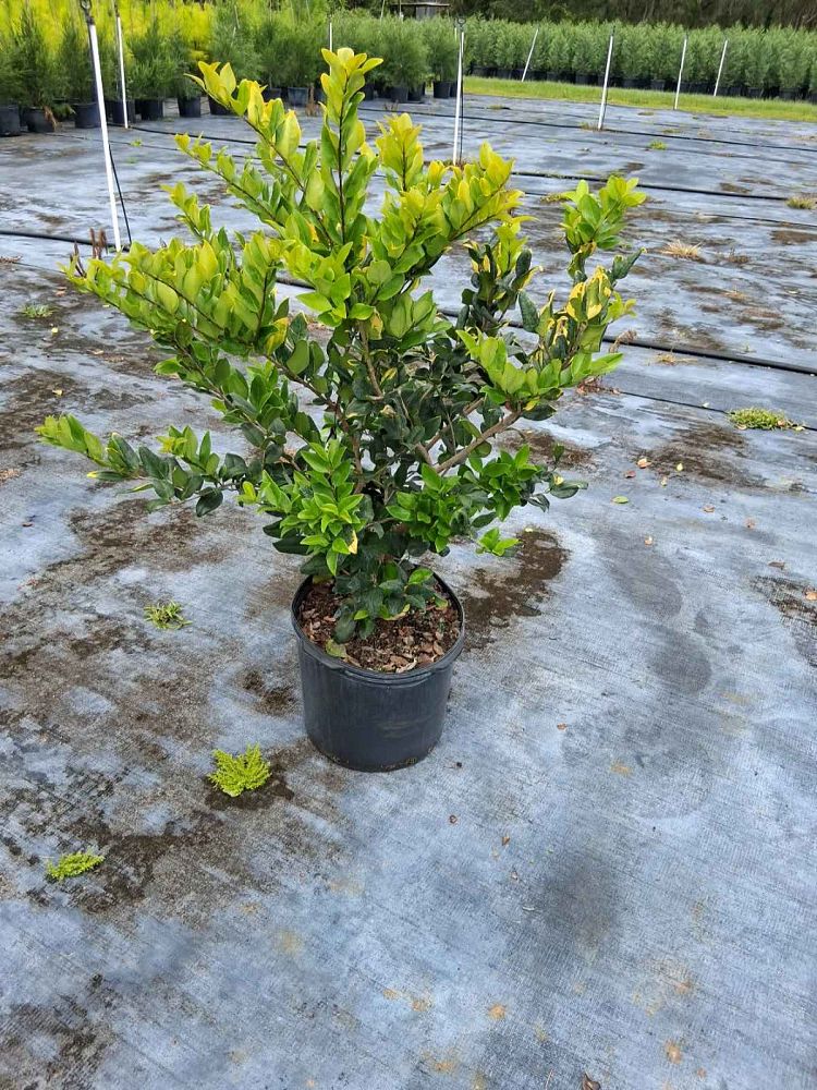 ligustrum-japonicum-howardi-japanese-privet-wax-leaf-ligustrum