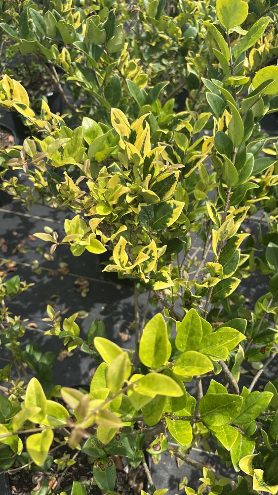 ligustrum-japonicum-howardi-japanese-privet-wax-leaf-ligustrum