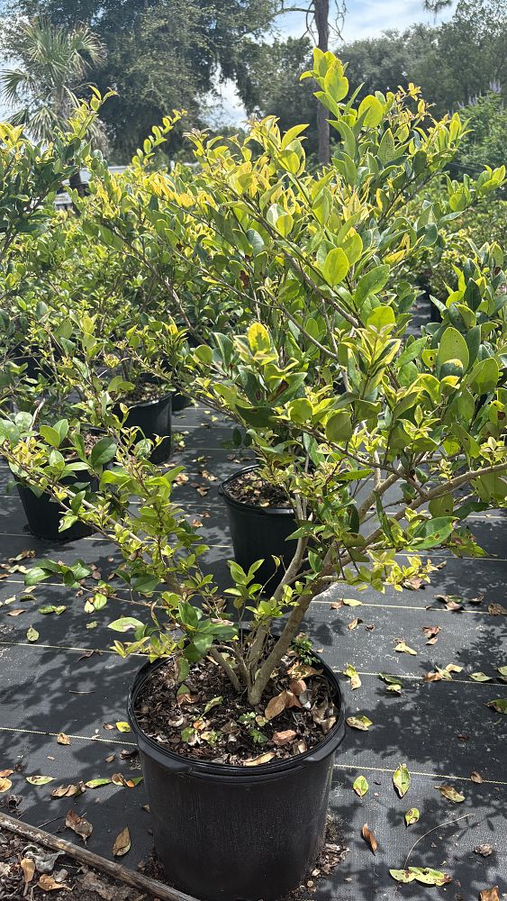 ligustrum-japonicum-howardi-japanese-privet-wax-leaf-ligustrum