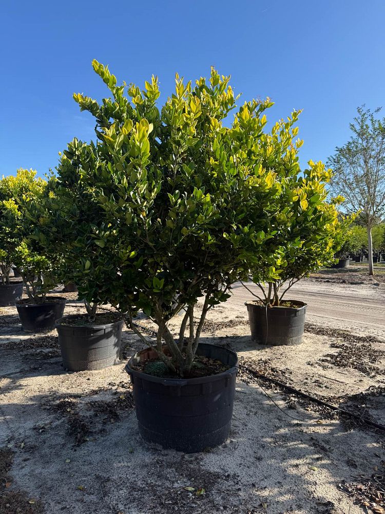 ligustrum-japonicum-howardi-japanese-privet-wax-leaf-ligustrum