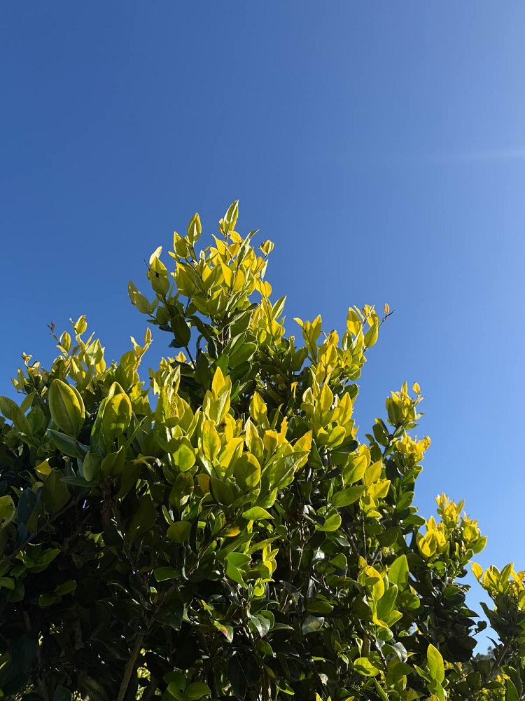 ligustrum-japonicum-howardi-japanese-privet-wax-leaf-ligustrum