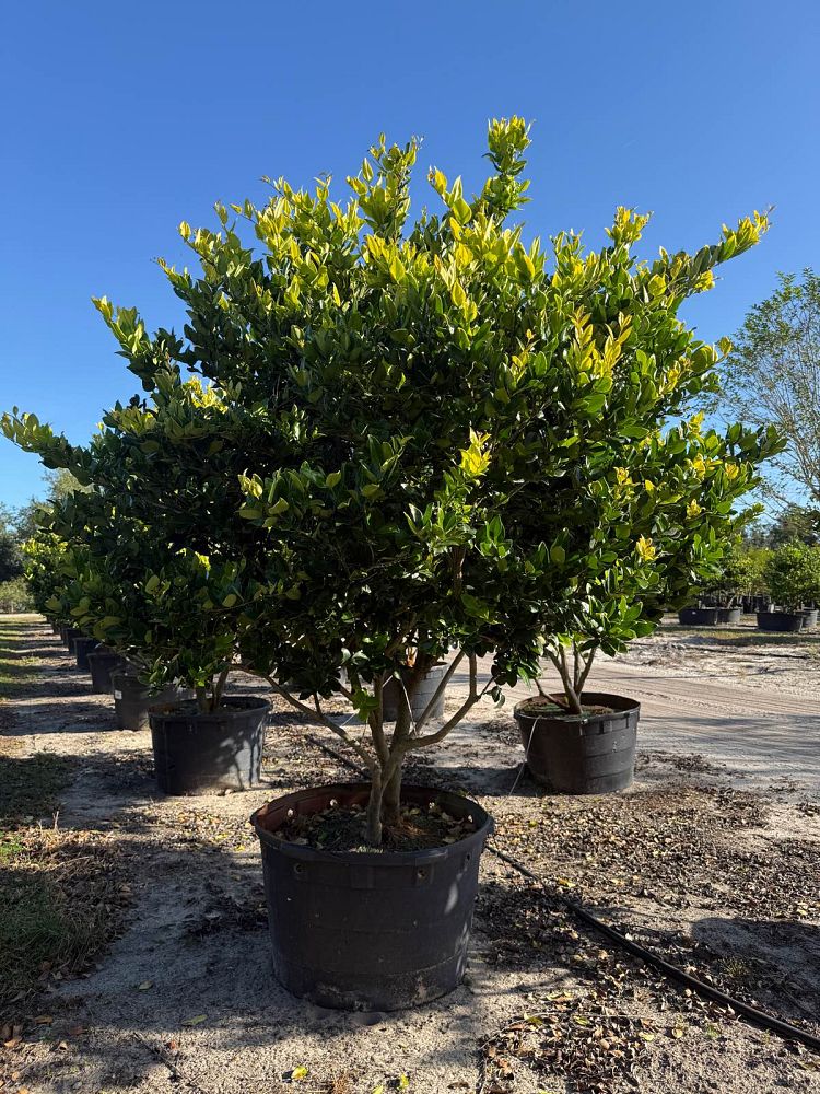 ligustrum-japonicum-howardi-japanese-privet-wax-leaf-ligustrum