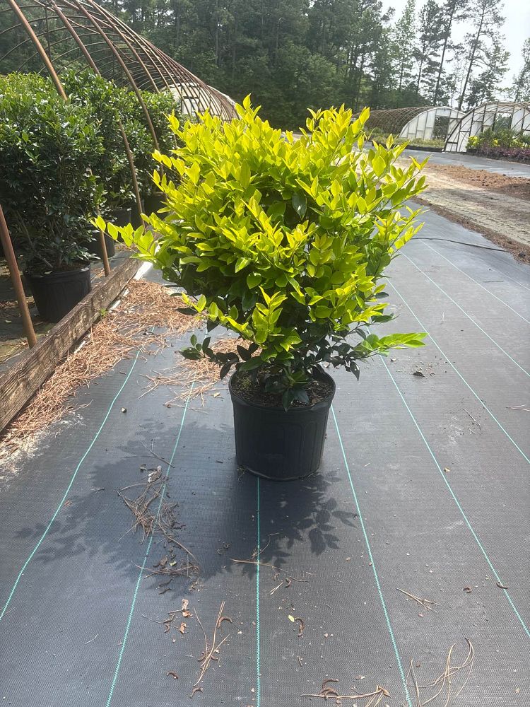 ligustrum-japonicum-howardi-japanese-privet-wax-leaf-ligustrum