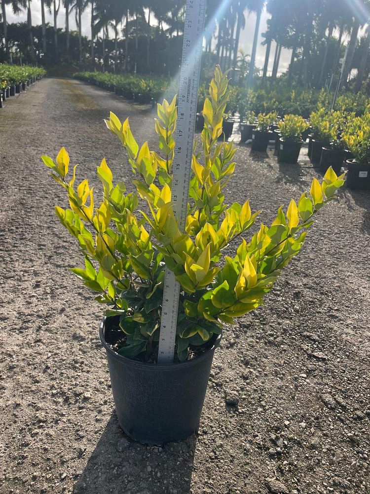ligustrum-japonicum-howardi-japanese-privet-wax-leaf-ligustrum