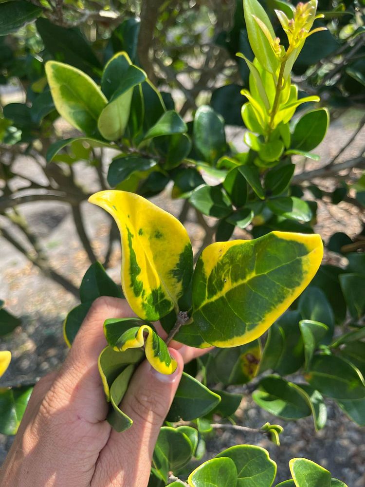 ligustrum-japonicum-howardi-japanese-privet-wax-leaf-ligustrum