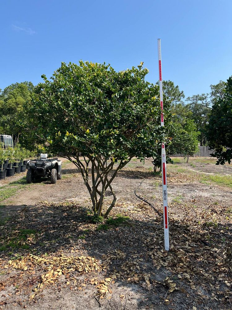 ligustrum-japonicum-howardi-japanese-privet-wax-leaf-ligustrum