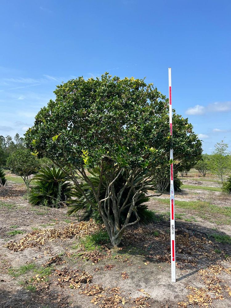 ligustrum-japonicum-howardi-japanese-privet-wax-leaf-ligustrum