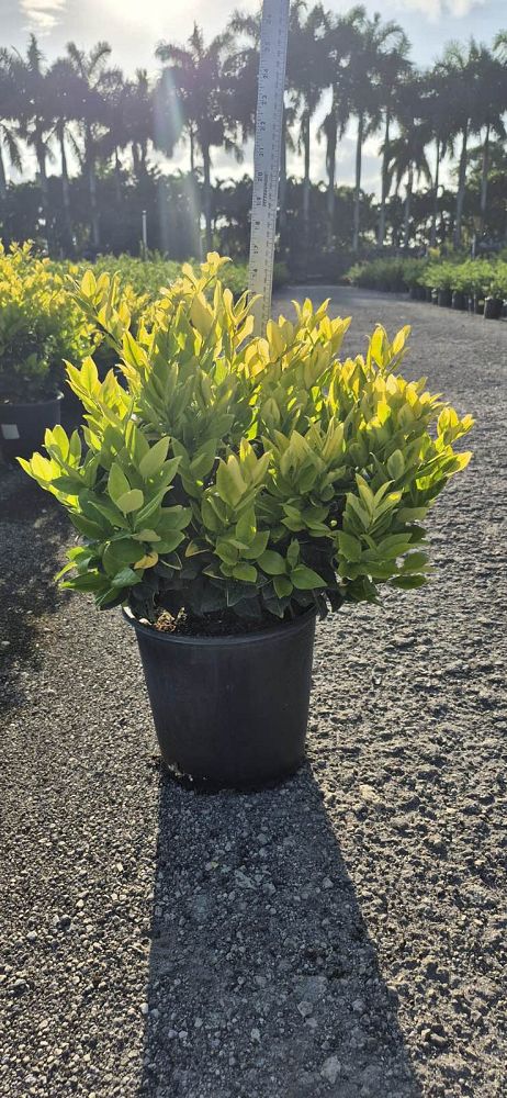 ligustrum-japonicum-howardi-japanese-privet-wax-leaf-ligustrum