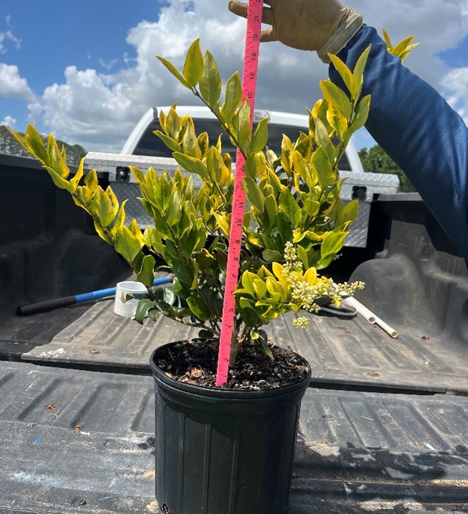 ligustrum-japonicum-howardi-japanese-privet-wax-leaf-ligustrum