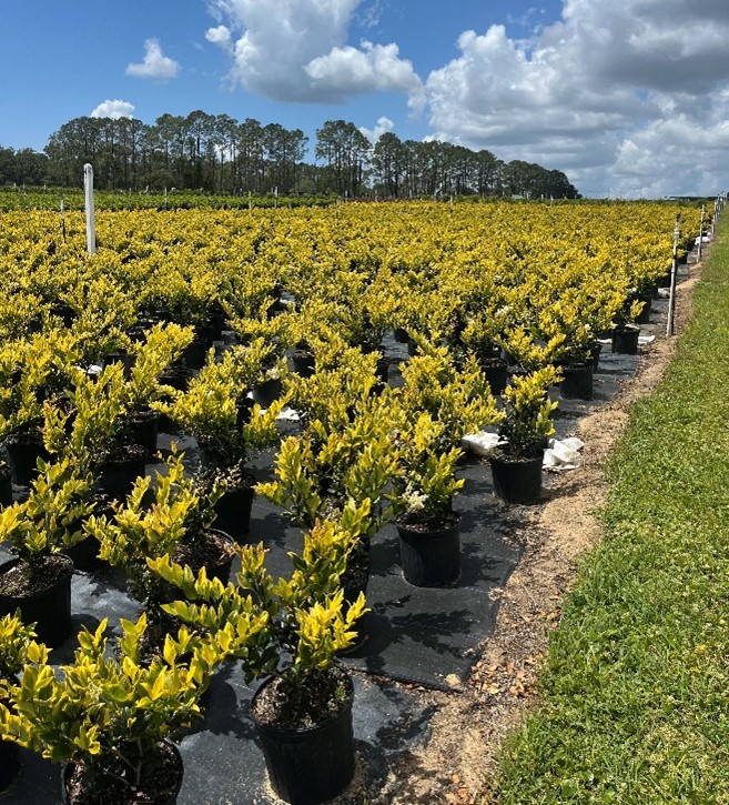 ligustrum-japonicum-howardi-japanese-privet-wax-leaf-ligustrum