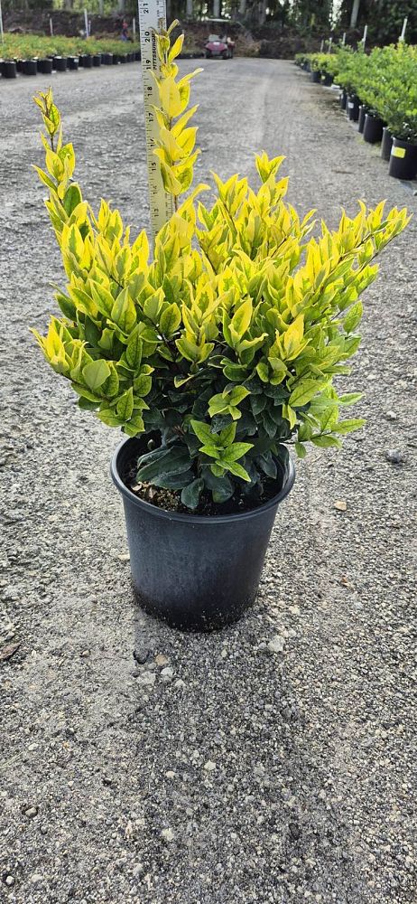 ligustrum-japonicum-howardi-japanese-privet-wax-leaf-ligustrum