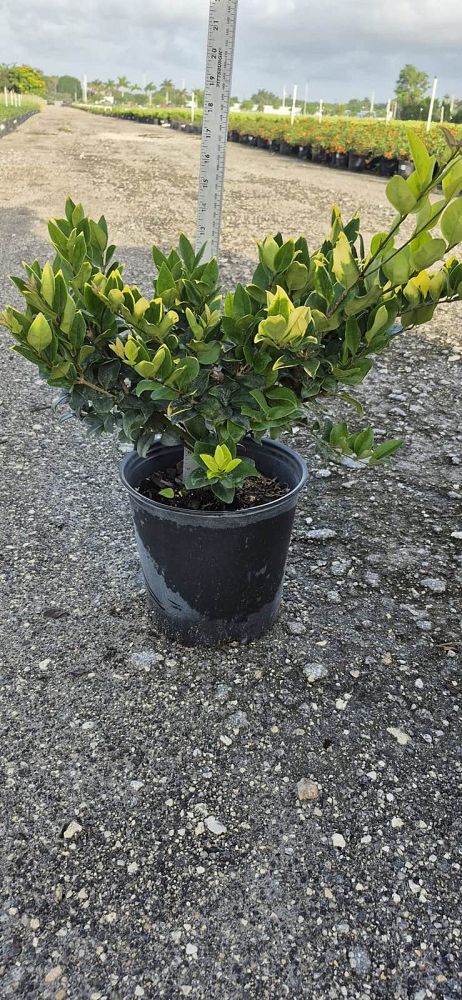 ligustrum-japonicum-howardi-japanese-privet-wax-leaf-ligustrum