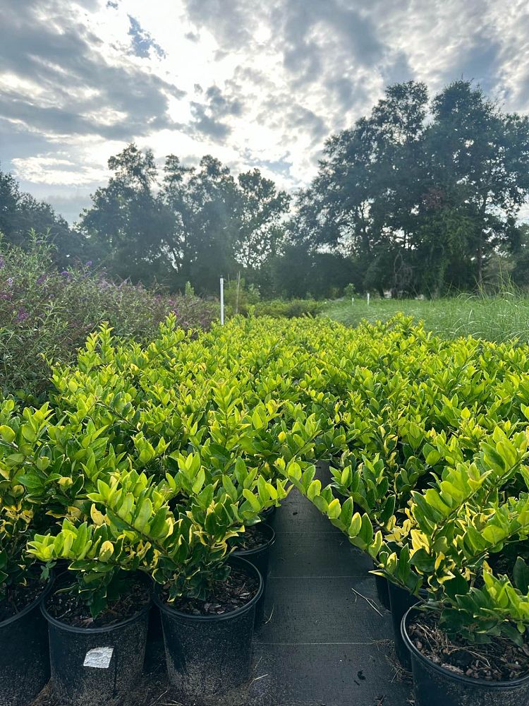 ligustrum-japonicum-howardi-japanese-privet-wax-leaf-ligustrum