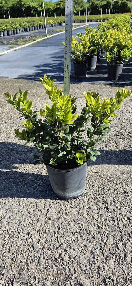 ligustrum-japonicum-howardi-japanese-privet-wax-leaf-ligustrum