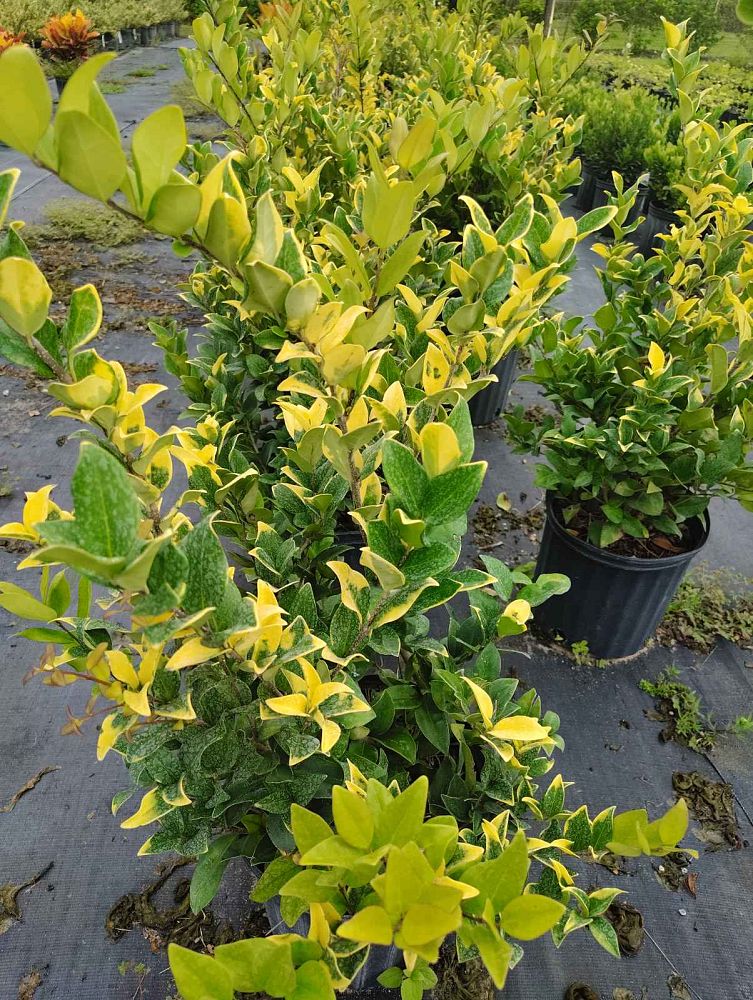 ligustrum-japonicum-howardi-japanese-privet-wax-leaf-ligustrum