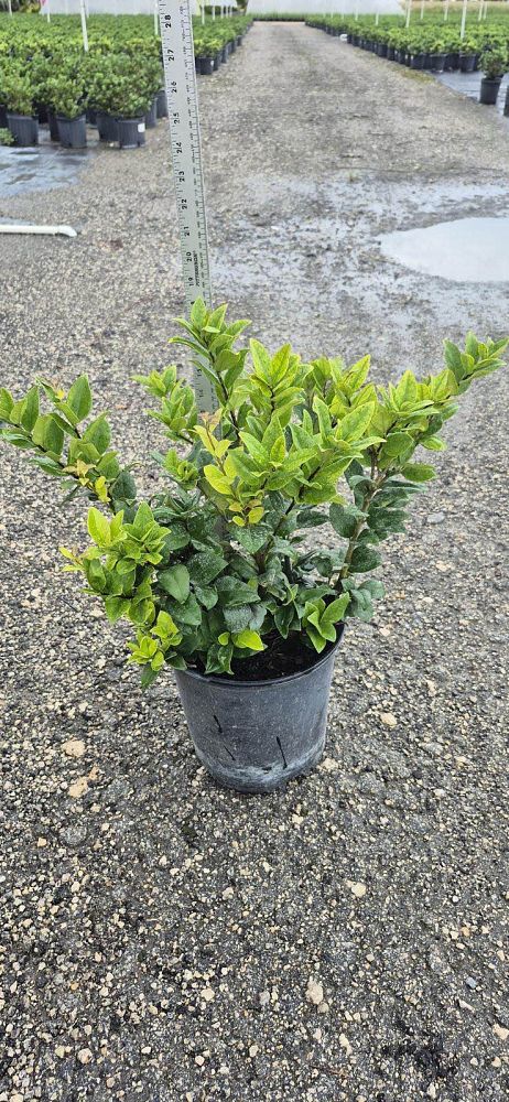 ligustrum-japonicum-howardi-japanese-privet-wax-leaf-ligustrum