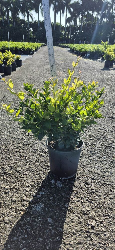 ligustrum-japonicum-howardi-japanese-privet-wax-leaf-ligustrum