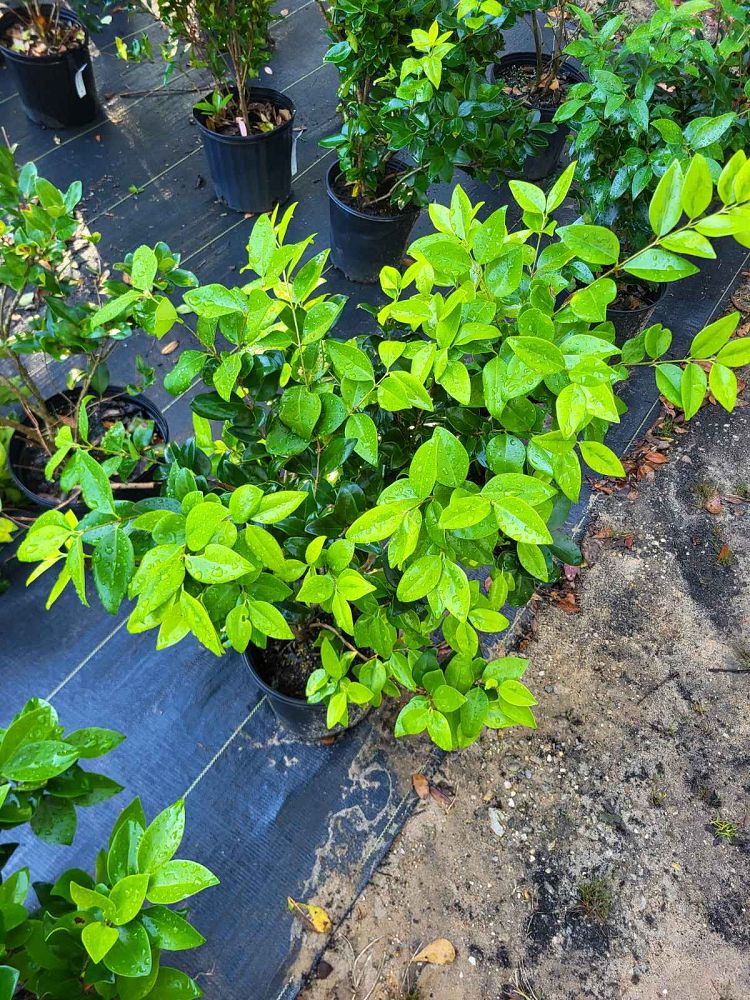 ligustrum-japonicum-howardi-japanese-privet-wax-leaf-ligustrum