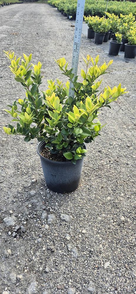 ligustrum-japonicum-howardi-japanese-privet-wax-leaf-ligustrum