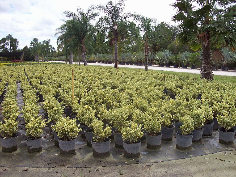 ligustrum-japonicum-jack-frost-japanese-privet-wax-leaf-ligustrum