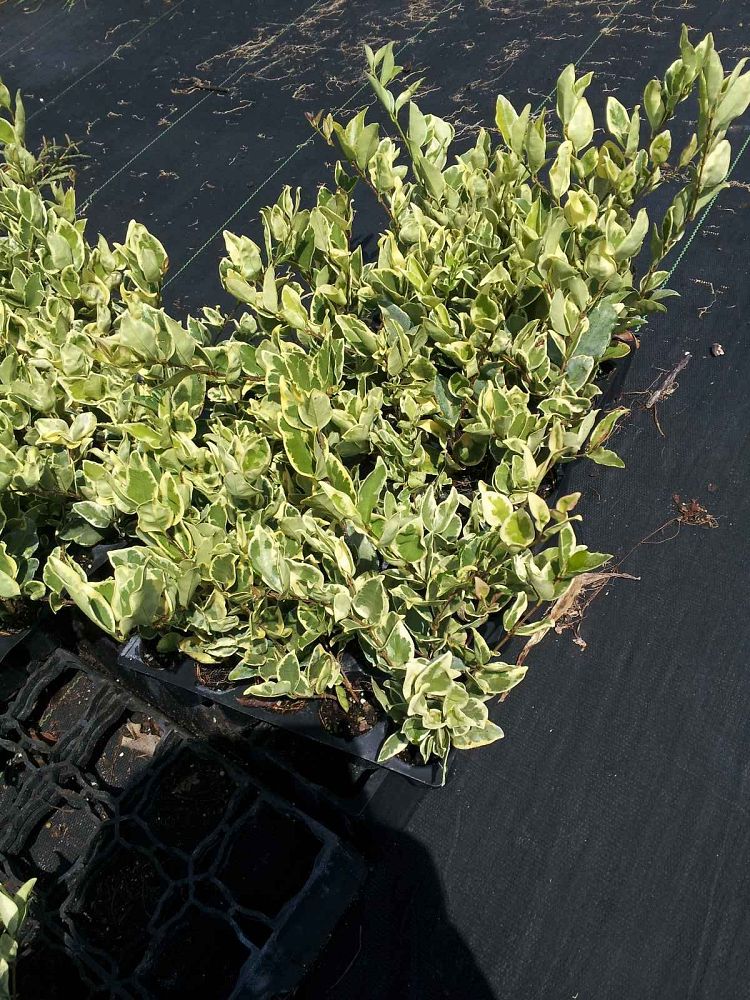 ligustrum-japonicum-jack-frost-japanese-privet-wax-leaf-ligustrum