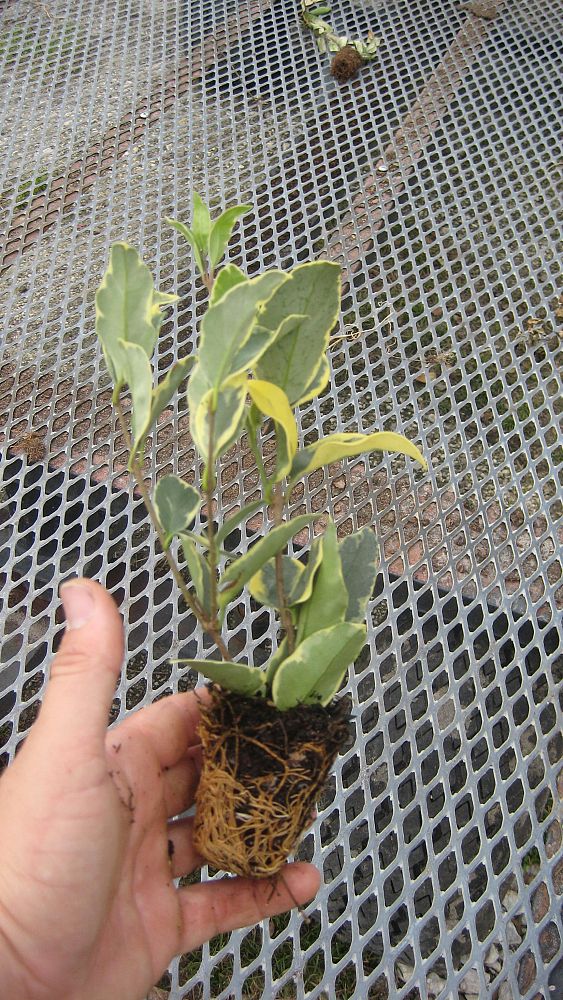 ligustrum-japonicum-jack-frost-japanese-privet-wax-leaf-ligustrum