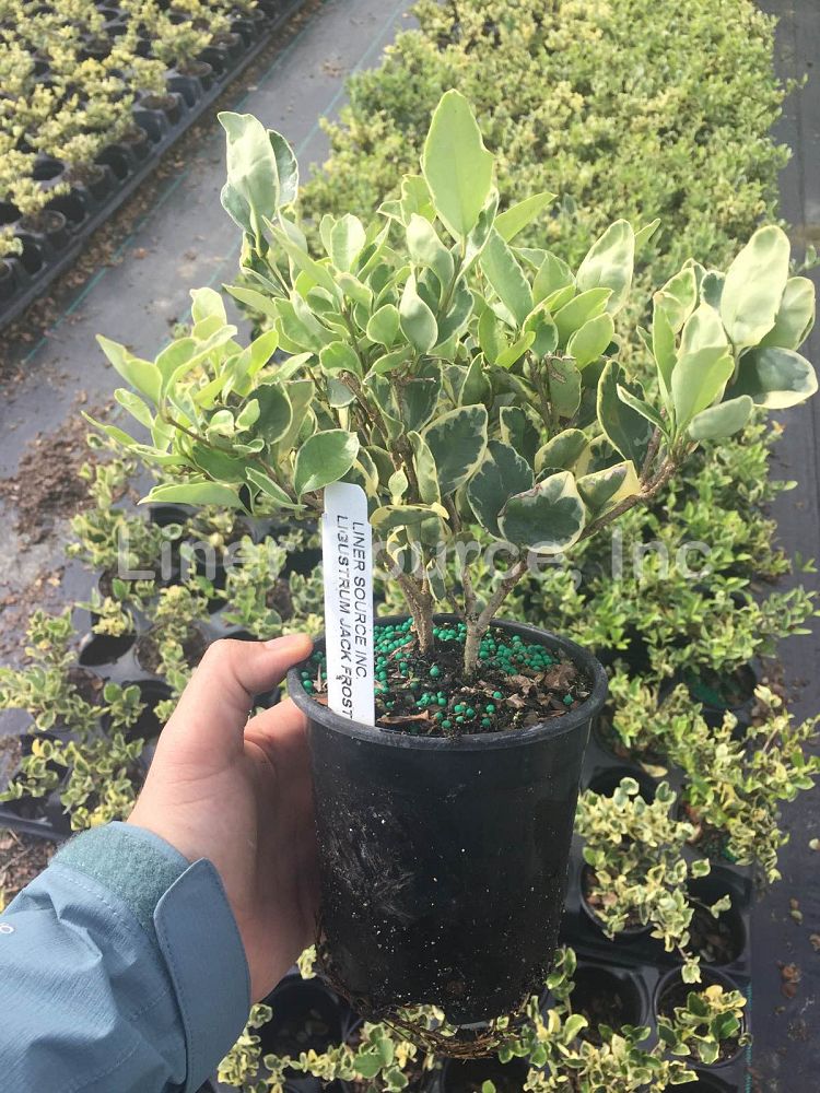 ligustrum-japonicum-jack-frost-japanese-privet-wax-leaf-ligustrum