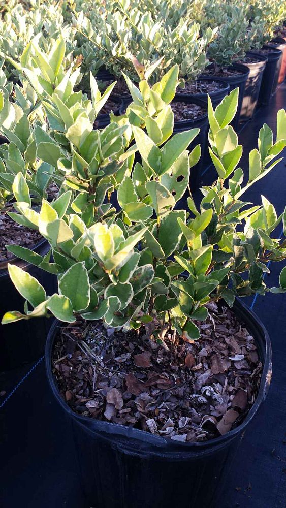 ligustrum-japonicum-jack-frost-japanese-privet-wax-leaf-ligustrum
