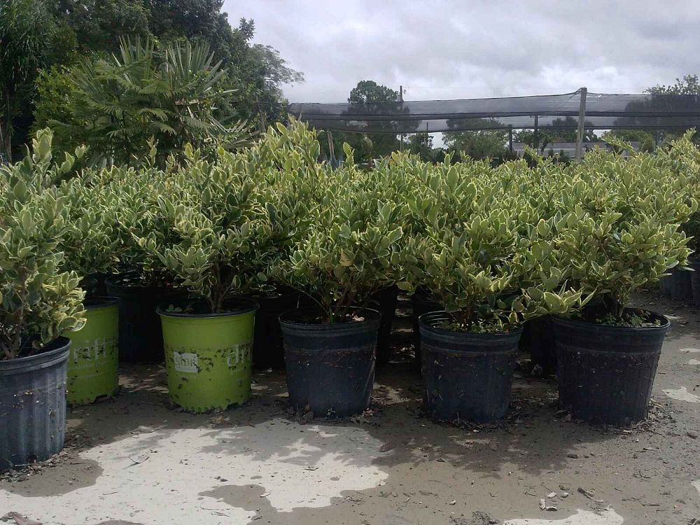 ligustrum-japonicum-jack-frost-japanese-privet-wax-leaf-ligustrum