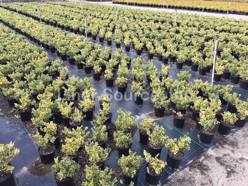 ligustrum-japonicum-jack-frost-japanese-privet-wax-leaf-ligustrum