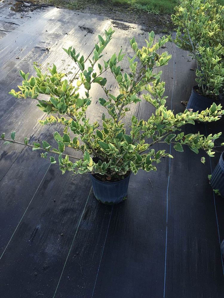 ligustrum-japonicum-jack-frost-japanese-privet-wax-leaf-ligustrum