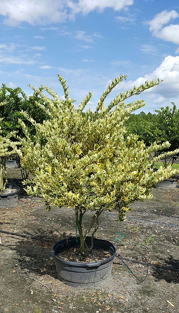 ligustrum-japonicum-jack-frost-japanese-privet-wax-leaf-ligustrum