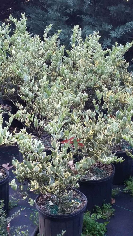 ligustrum-japonicum-jack-frost-japanese-privet-wax-leaf-ligustrum