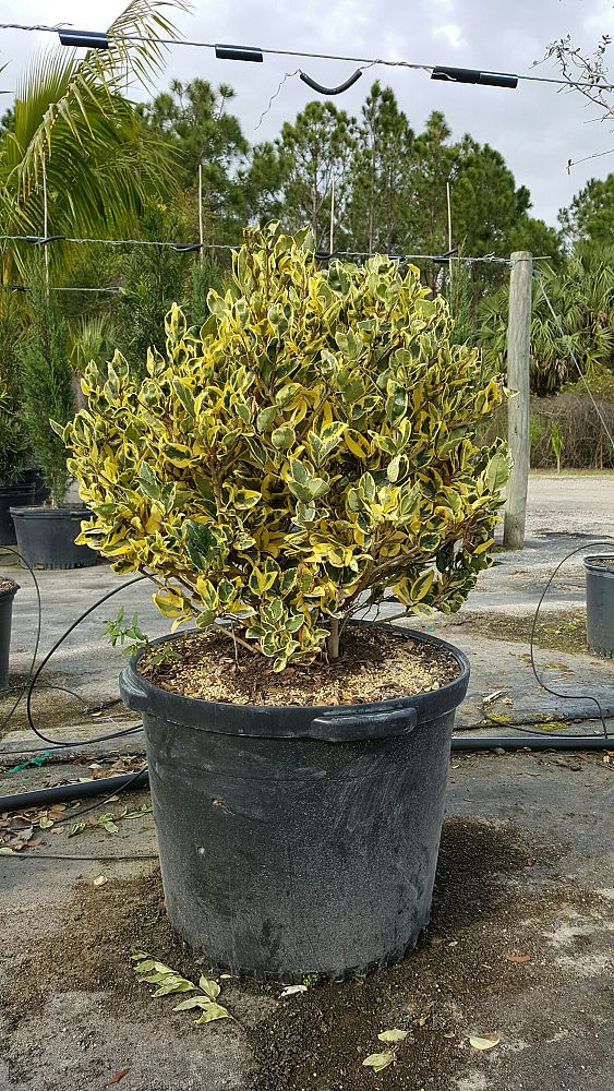 ligustrum-japonicum-jack-frost-japanese-privet-wax-leaf-ligustrum