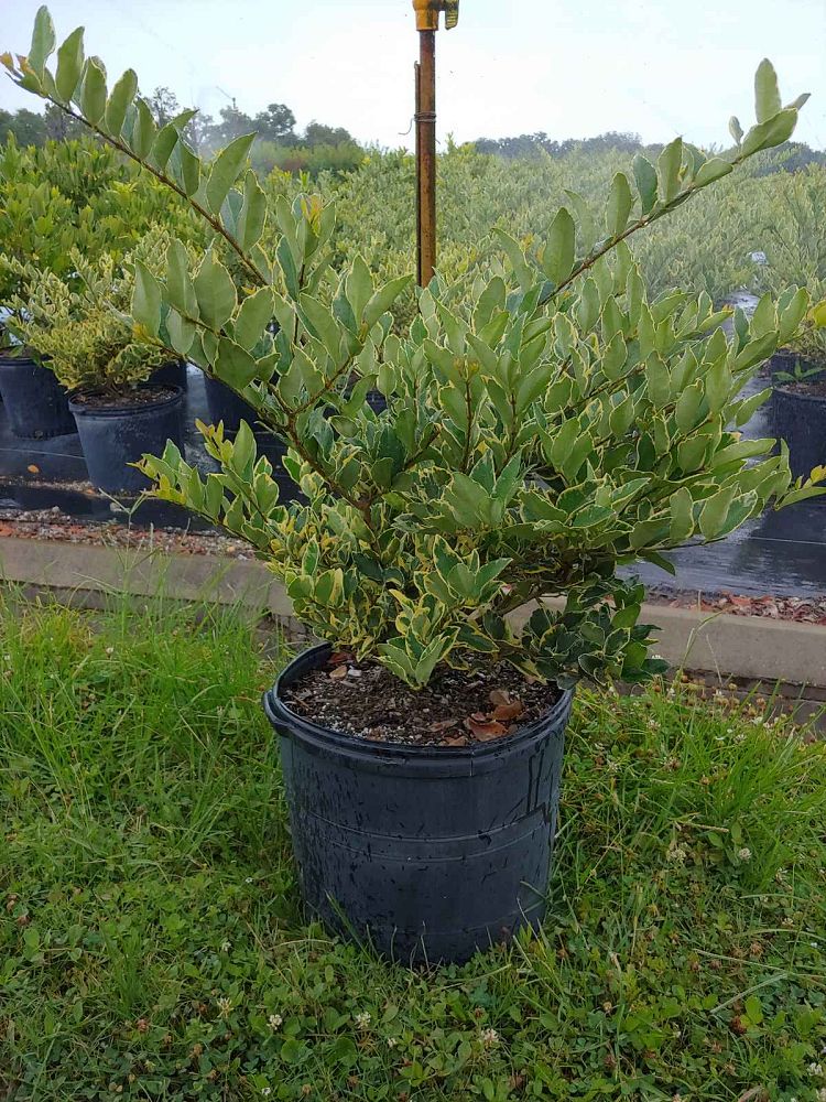 ligustrum-japonicum-jack-frost-japanese-privet-wax-leaf-ligustrum