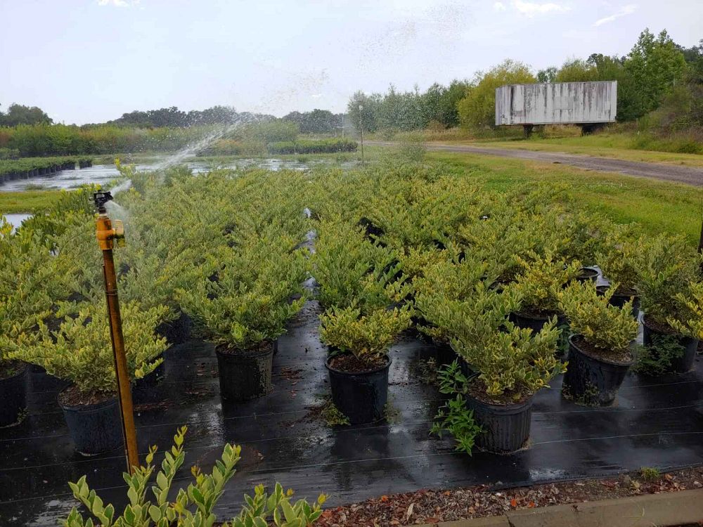 ligustrum-japonicum-jack-frost-japanese-privet-wax-leaf-ligustrum
