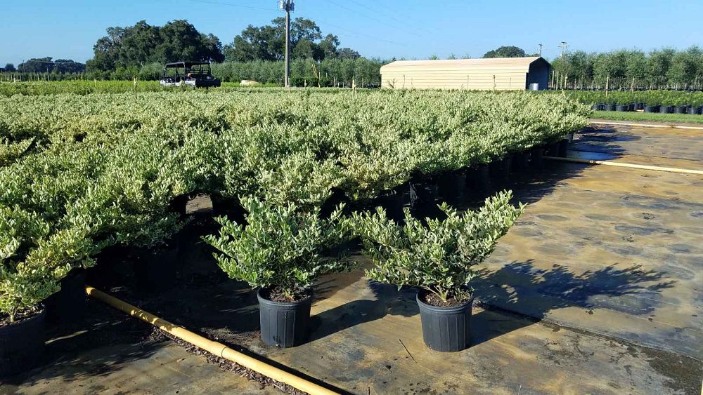 ligustrum-japonicum-jack-frost-japanese-privet-wax-leaf-ligustrum