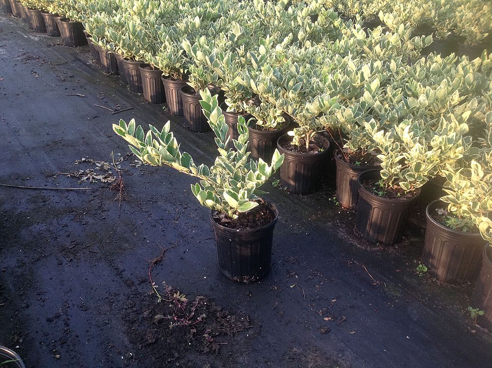 ligustrum-japonicum-jack-frost-japanese-privet-wax-leaf-ligustrum