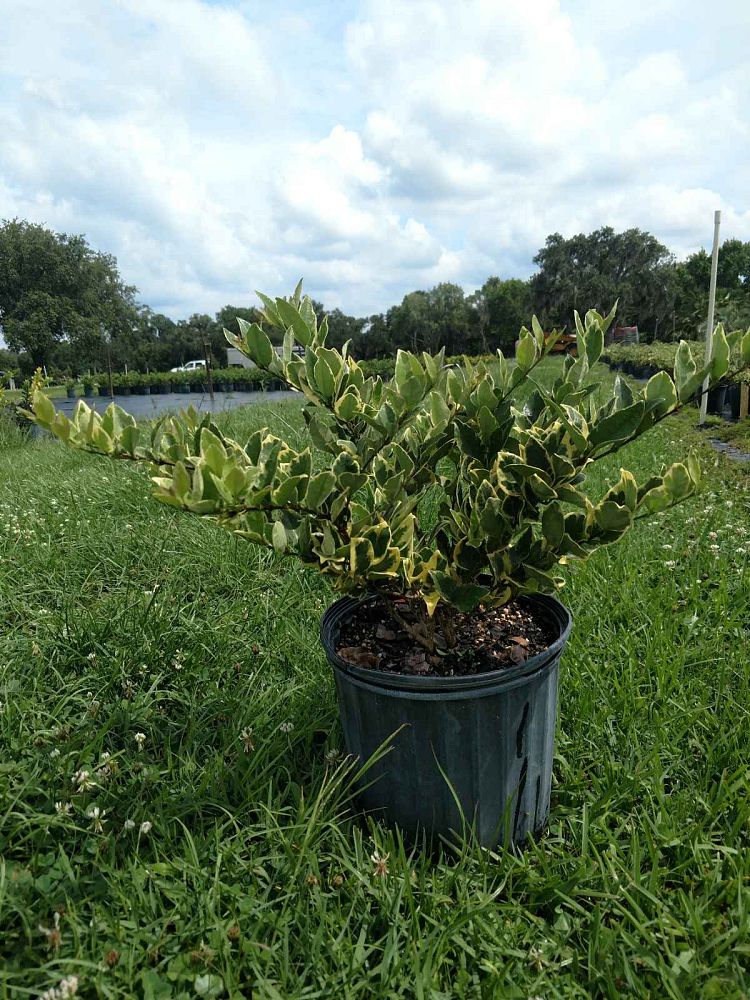 ligustrum-japonicum-jack-frost-japanese-privet-wax-leaf-ligustrum
