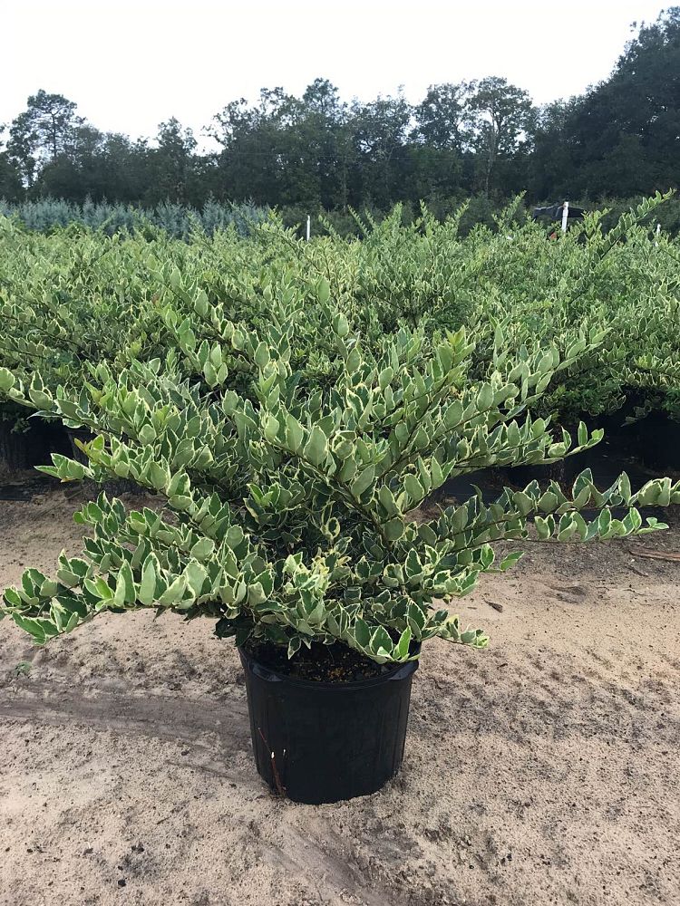 ligustrum-japonicum-jack-frost-japanese-privet-wax-leaf-ligustrum