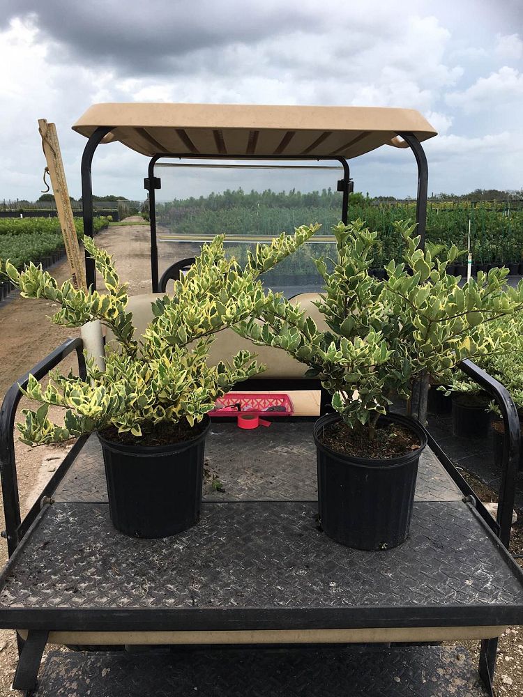ligustrum-japonicum-jack-frost-japanese-privet-wax-leaf-ligustrum