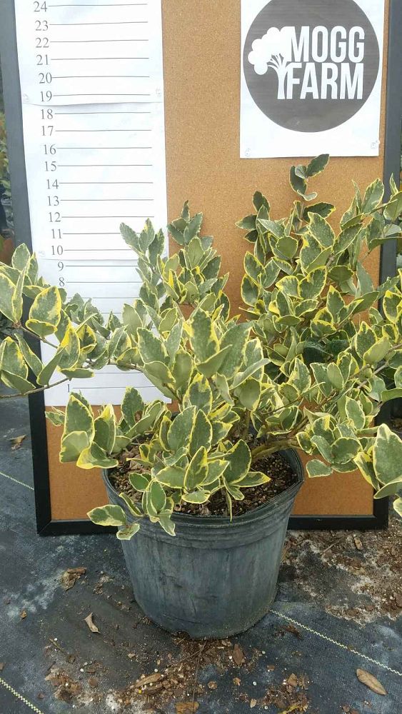 ligustrum-japonicum-jack-frost-japanese-privet-wax-leaf-ligustrum