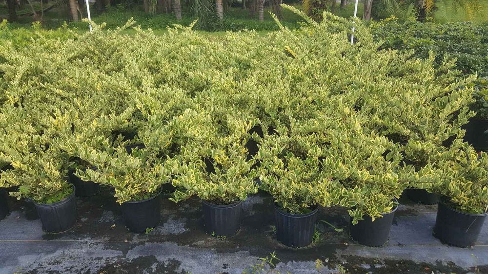 ligustrum-japonicum-jack-frost-japanese-privet-wax-leaf-ligustrum