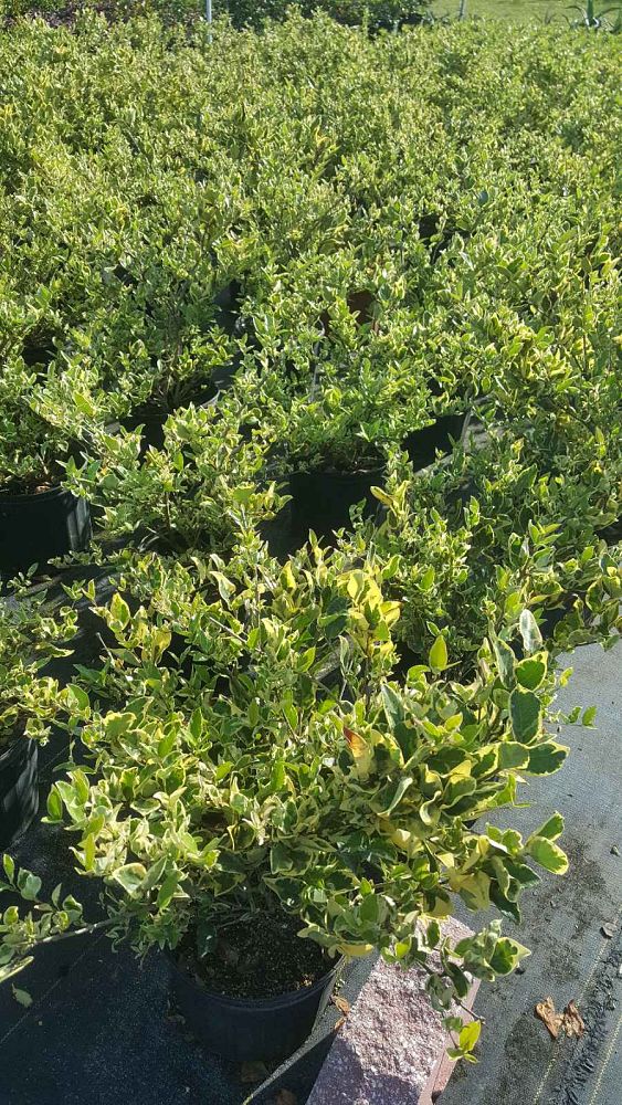 ligustrum-japonicum-jack-frost-japanese-privet-wax-leaf-ligustrum