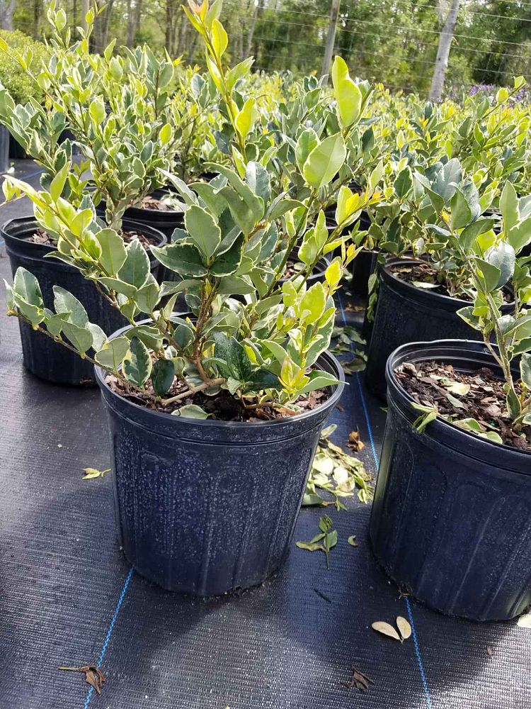 ligustrum-japonicum-jack-frost-japanese-privet-wax-leaf-ligustrum