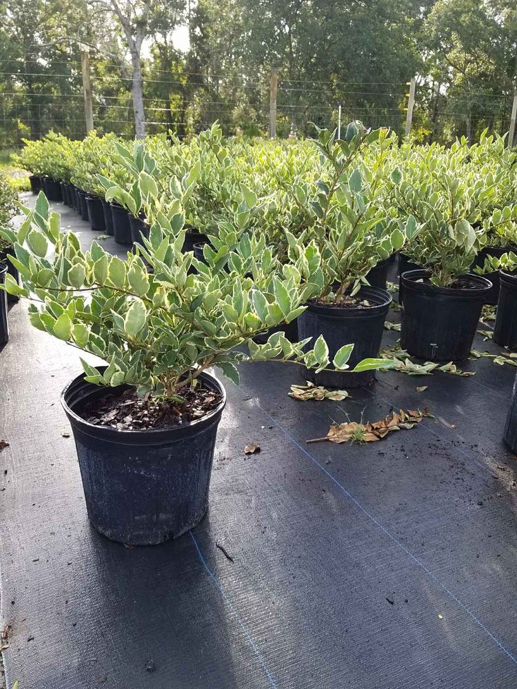 ligustrum-japonicum-jack-frost-japanese-privet-wax-leaf-ligustrum