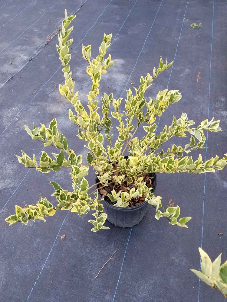 ligustrum-japonicum-jack-frost-japanese-privet-wax-leaf-ligustrum