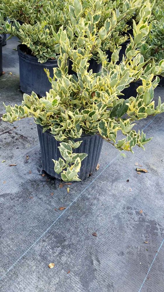 ligustrum-japonicum-jack-frost-japanese-privet-wax-leaf-ligustrum